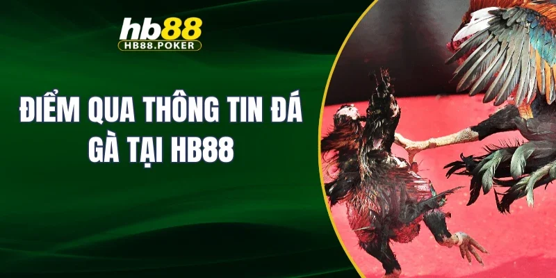 Điểm qua thông tin đá gà tại HB88