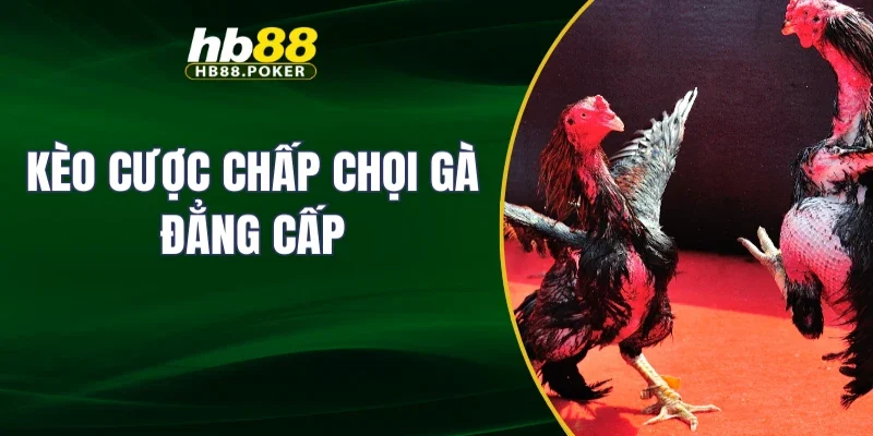 Kèo cược chấp chọi gà đẳng cấp