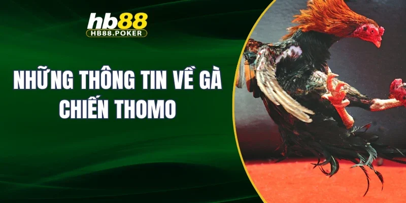 Những thông tin về gà chiến Thomo